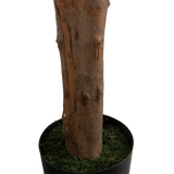 Een close-up van de Kunstplant Longfolia 180 cm, met de boomstam in een zwarte pot met groen mos, tegen een effen witte achtergrond.