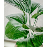 Een close-up van de Kunstplant Lucuala Grandis 120 cm, met grote, waaiervormige groene bladeren in stijlvolle potten, geplaatst op een licht oppervlak bij een raam.