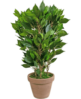 Kunstplant Mini Ficus 45 cm in pot