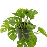 Een Kunstplant Monstera 18 cm in een pot.