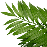 Close-up van Kunstplant Parlour 120 cm met groene palmbladeren met lange, slanke bladeren tegen een effen witte achtergrond.