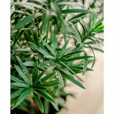 Close-up van de Kunstplant Podocarpus 47 cm, met lange, slanke groene bladeren met levendig blad tegen een zacht vage achtergrond.