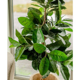 De Kunstplant Rubberplant 150 cm staat bij een raam. De grote glanzende donkergroene bladeren vangen het natuurlijke licht en geven elke ruimte een elegante uitstraling.