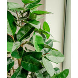 Een close-up van de Kunstplant Rubberplant 150 cm met glanzende, donkergroene bladeren staat binnen bij een raam, helder natuurlijk licht accentueert het levendige blad en de elegante sierpotten.