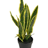 De Kunstplant Sansevieria Laurentii 44 cm heeft lange, rechtopstaande groene bladeren met gele randen en wordt geleverd in een decoratieve pot, tegen een effen witte achtergrond.