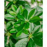 Close-up van weelderige, groene bladeren van de Kunstplant Schefflera 120 cm, met glad, ovaalvormig blad dat elkaar overlapt en een frisse, levendige uitstraling heeft.