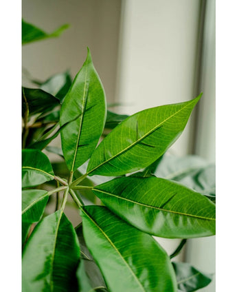 Kunstplant Schefflera 150 cm