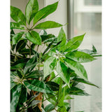 Een Kunstplant Schefflera 150 cm met brede, weelderige groene bladeren staat bij een groot raam, het levendige gebladerte wordt verlicht door natuurlijk licht.