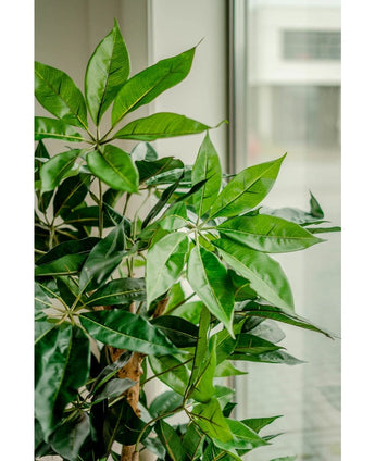 Kunstplant Schefflera 150 cm