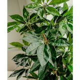 Een close-up van de Kunstplant Schefflera 150 cm toont de lange, glanzende groene bladeren bij een raam waar natuurlijk licht het weelderige, levensechte gebladerte benadrukt.