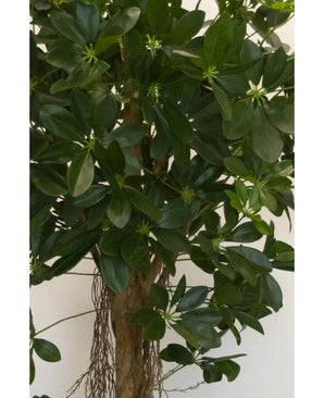Kunstplant Schefflera klein blad 150 cm