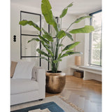 De Kunstplant Strelitzia Nicolai Deluxe 235 cm met brede groene bladeren staat naast een lichte bank in een moderne woonkamer met houten vloeren, een zwarte voetenbank en grote ramen die de ruimte vullen met natuurlijk licht.