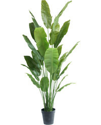 Kunstplant Strelitzia Nicolai Deluxe 235 cm