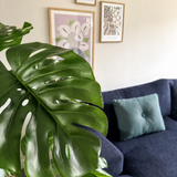 Een Kunstplant Monstera 120 cm staat prominent vooraan. Daarachter staat een donkerblauwe bank met een lichtblauw kussen tegen een beige muur met drie ingelijste kunstwerken.