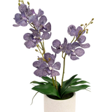 De Kunst Ascocenda 50 cm paars heeft twee stelen paarse, gespikkelde orchideeënbloemen met groene bladeren in een witte pot, tegen een effen witte achtergrond.