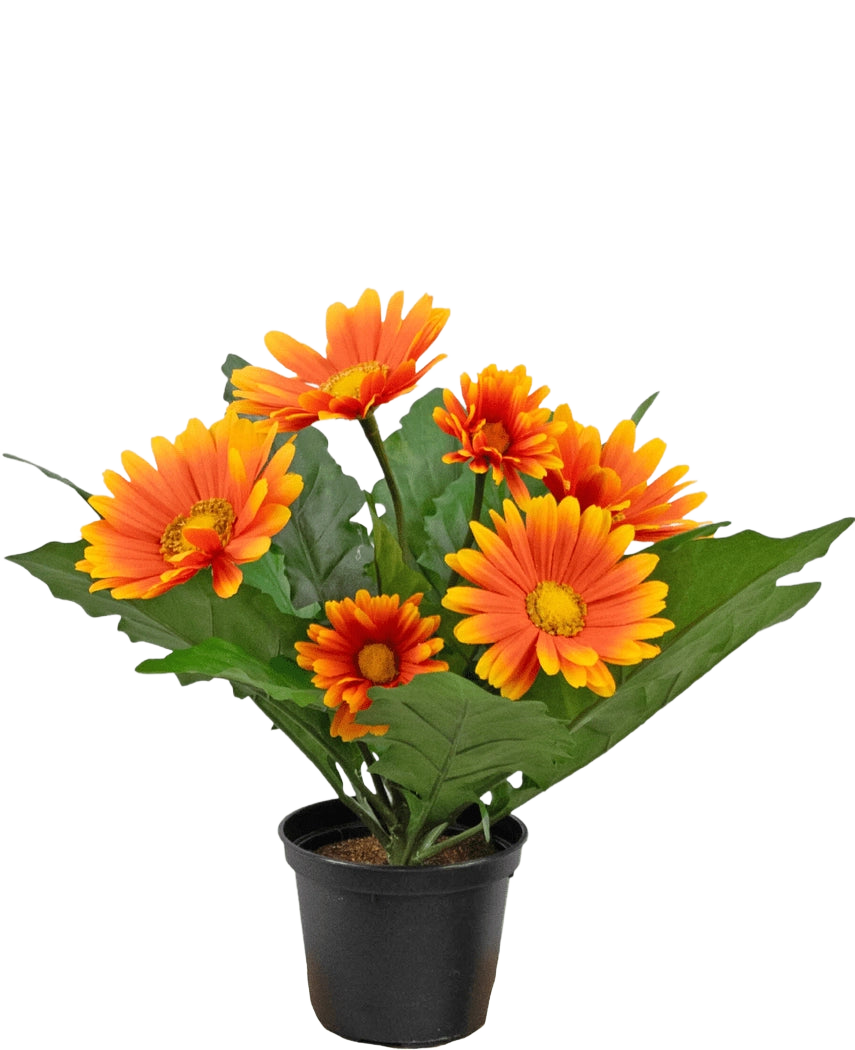 De Kunstplant Gerbera UV 28 cm oranje heeft kunstmatige oranje en gele margrietachtige bloemen met groene bladeren in een zwarte pot, perfect om elke ruimte op te fleuren.