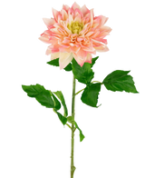 De Kunst Georgine Real Touch Geel/roze 70cm heeft een enkele geel met roze dahlia bloem met weelderige groene bladeren op een lange steel, prachtig geïsoleerd op een witte achtergrond.