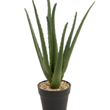 De Kunstplant Aloë Vera 33 cm heeft lange, piekerige groene bladeren die omhoog groeien, in kleine steentjes in een strakke zwarte pot, tegen een witte achtergrond.