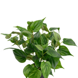Een levendige Kunstplant Philodendron in pot 35 cm met hartvormige bladeren zit in een strakke zwarte pot, tegen een effen witte achtergrond.