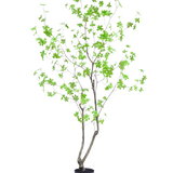 De Kunstplant Enkianthus 180 cm is een hoge, slanke potplant met dunne takken en heldergroene bladeren tegen een effen witte achtergrond.