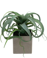 De Kunst Vetplant in pot 24 cm heeft lange, krullende groene bladeren en wordt geleverd in een vierkante grijze pot, perfect als kunstluchtplant voor moderne ruimtes.