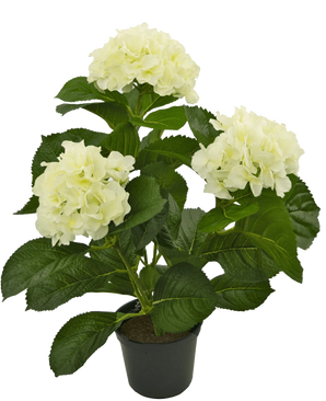 De Kunstplant Hortensia Wit 35 cm heeft drie grote trossen lichtgeel-witte hortensiabloemen en donkergroene bladeren in een pot, tegen een witte achtergrond.
