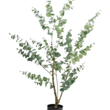 De Kunstplant Eucalyptus 150 cm is een hoge kunst eucalyptus in pot met lange, slanke takken en ronde, zilvergroene bladeren, tegen een effen witte achtergrond.