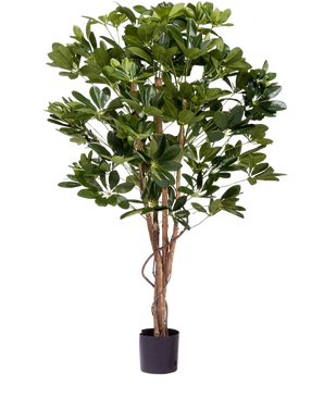 De Kunstplant Schefflera 120 cm heeft meerdere stammen en weelderige groene bladeren in een kleine zwarte pot en is 1,20 m hoog. Hij is perfect als onderhoudsvrije groene kunstplant en voegt natuurlijke charme toe aan elke ruimte.