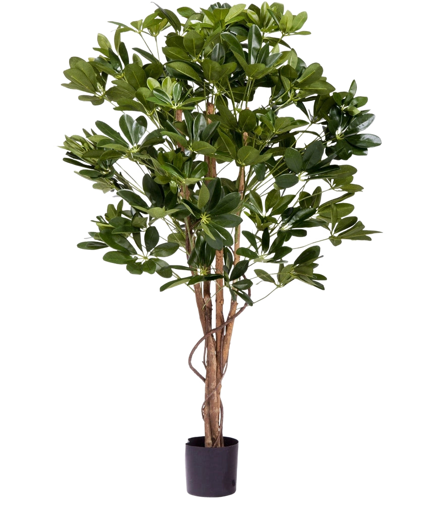 De Kunstplant Schefflera 120 cm is een hoge kunstplant met weelderige groene bladeren en meerdere slanke bruine stammen in een kleine zwarte pot, perfect voor het decoreren van elke ruimte.