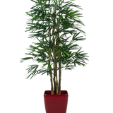 Lady Kunstpalm 210 cm, een kunstpalm met slanke groene bladeren en meerdere dunne stelen, staat in een glanzend rode vierkante plantenbak tegen een effen witte achtergrond.