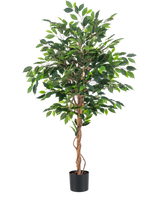 De Kunstplant Ficus Groen 150 cm heeft glanzend groene bladeren en gedraaide bruine stelen en staat 1,50 m hoog in een kleine zwarte pot tegen een witte achtergrond.