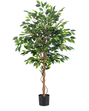 De Kunstplant Ficus Groen 150 cm heeft glanzend groene bladeren en gedraaide bruine stelen en staat 1,50 m hoog in een kleine zwarte pot tegen een witte achtergrond.