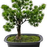 De Kunstplant Bonsai Juniper 20 cm heeft dicht, stekelig groen blad in een rechthoekige zwarte pot met mos, tegen een effen witte achtergrond.
