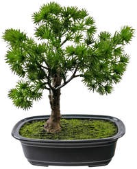 Plante artificielle Bonsaï Genévrier 20 cm