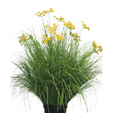 De Kunst Grasplant Asteraceae 100 cm brandvertragend heeft lange, smalle bladeren en trossen heldergele bloemen op hoge stelen. Deze onderhoudsvrije plant staat prachtig in elk interieur tegen een witte achtergrond.