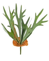 De Kunstplant Staghorn 53 cm heeft groene, geweivormige bladeren en een bruine schildachtige basis, geïsoleerd afgebeeld op een witte achtergrond.