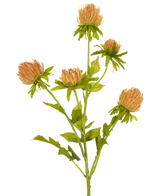 De Kunstbloem Distel 66 cm perzik heeft vijf lichtbruine, stekelige, ronde bloemen met groene bladeren en stelen tegen een witte achtergrond.