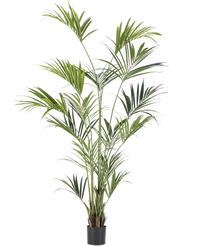 Plante artificielle Kentia Palmier 210 cm