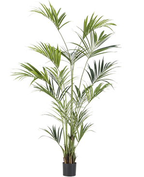 De Kunstplant Kentia Palm 210 cm heeft lange, slanke groene bladeren en wordt geleverd in een eenvoudige zwarte pot, perfect als een hoog decoratief accent tegen een witte achtergrond.