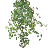De Kunst Klimop Deluxe Groen 90cm is een cluster van dichte groene klimopranken die naar beneden en naar buiten lopen, geïsoleerd op een effen witte achtergrond.