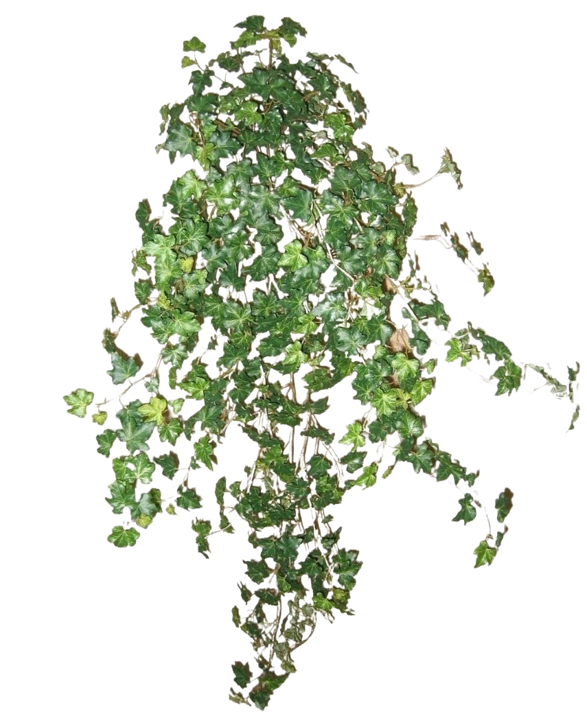 De Kunst Klimop Deluxe Groen 90cm is een cluster van dichte groene klimopranken die naar beneden en naar buiten lopen, geïsoleerd op een effen witte achtergrond.