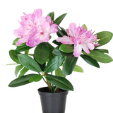 De Kunstplant Rhododendron 34 cm heeft levendige groene bladeren en trossen lichtroze bloemen in een kleine zwarte pot, tegen een effen witte achtergrond.