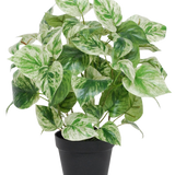 De Kunst Goudrank groen-wit in pot UV 35 cm heeft hartvormige groene en witte bonte bladeren in een eenvoudige zwarte pot, geïsoleerd afgebeeld tegen een witte achtergrond.