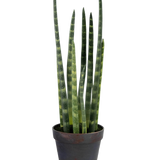 De Kunst Sansevieria Cylindrica 43 cm is een slangenplant in pot met hoge, rechtopstaande groene bladeren en subtiele horizontale strepen, tegen een effen witte achtergrond.