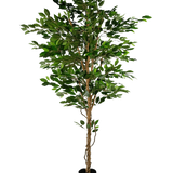 De Kunstplant Ficus Groen 210 cm is een hoge kunstboom met groene bladeren en meerdere slanke bruine stammen, in een compacte zwarte pot op een effen witte achtergrond.