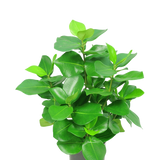 De Kunstplant Clusia 45 cm heeft dikke, glanzende, ovaalvormige groene bladeren tegen een effen witte achtergrond.