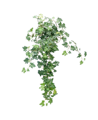Lierre Artificiel Deluxe Vert 60cm