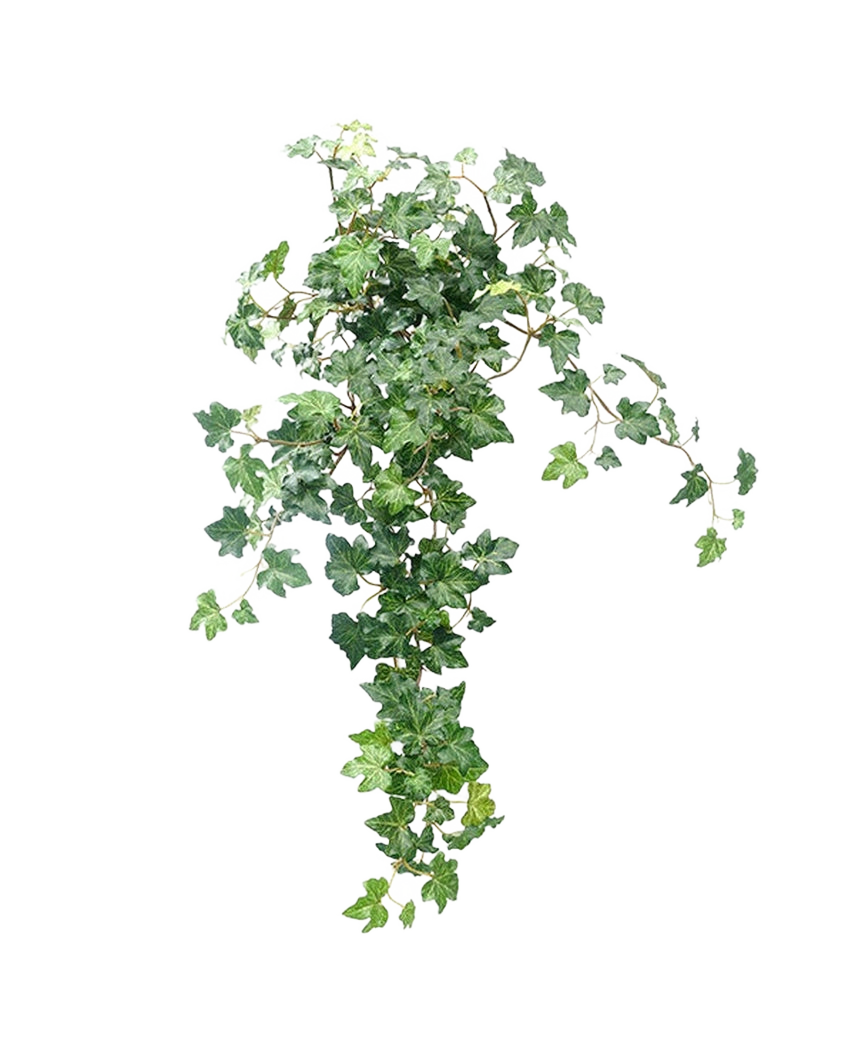 De Kunst Klimop Deluxe Groen 60cm is een weelderige, kunstmatige klimopplant met trapsgewijze groene bladeren tegen een effen witte achtergrond.