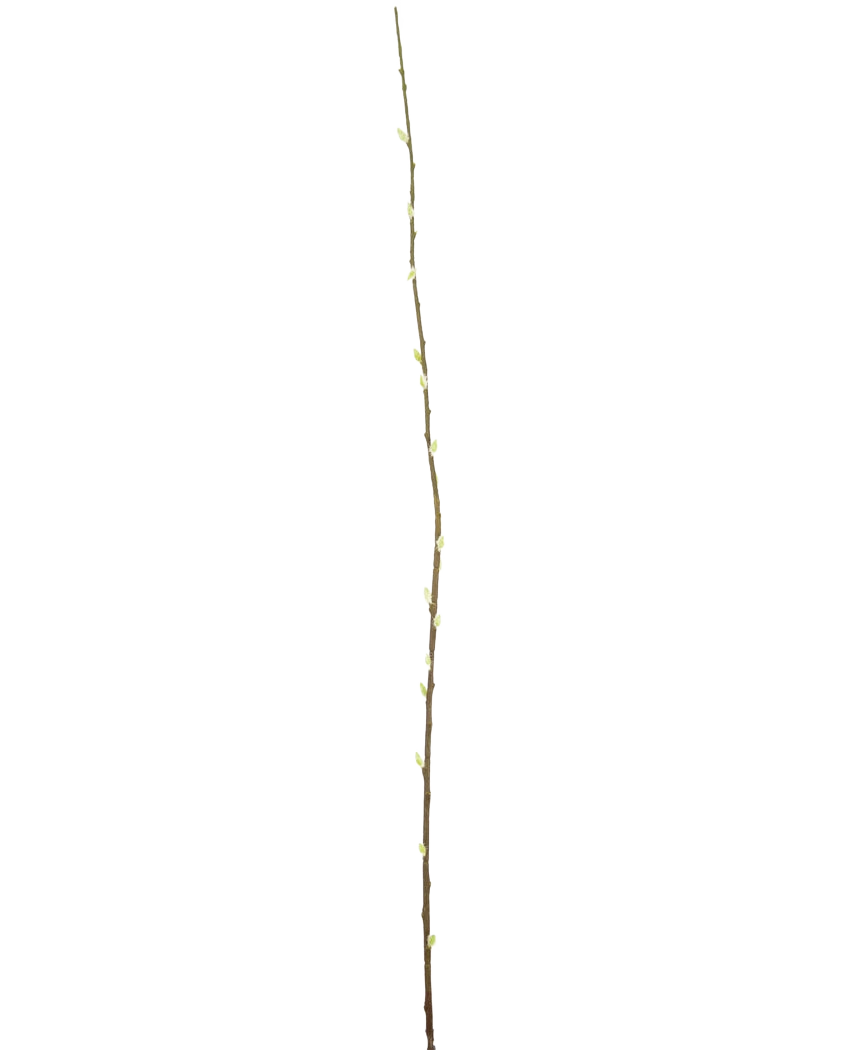 De Kunstbloem Salix wilg 150 cm is een enkele slanke tak met kleine knoppen over de lengte, tegen een effen witte achtergrond.