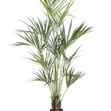 De Kunstplant Kentia Palm 180 cm heeft lange, slanke groene bladeren en meerdere dunne stelen in een zwarte pot, tegen een effen witte achtergrond.